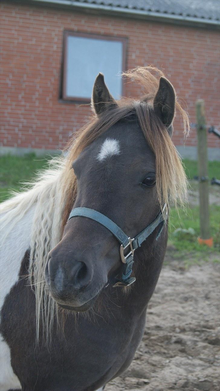 Anden særlig race Charmeurs Safira billede 1