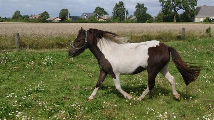 Anden særlig race Charmeurs Safira billede 4