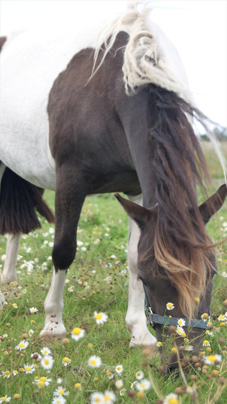 Anden særlig race Charmeurs Safira billede 6