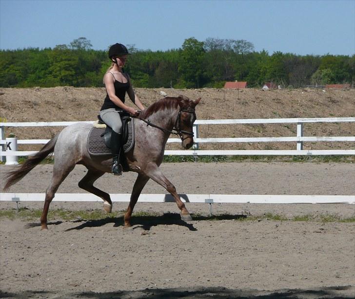 Welsh Pony (sec B) Bjerregårds Eros billede 1