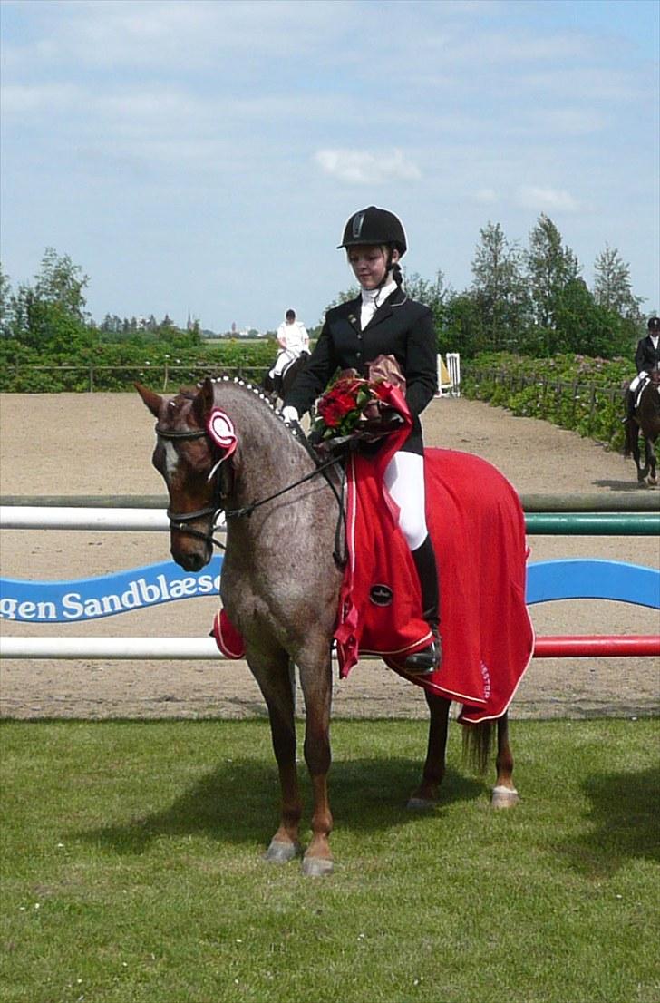 Welsh Pony (sec B) Bjerregårds Eros - Distriktmesterskab billede 2