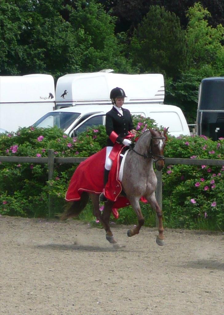 Welsh Pony (sec B) Bjerregårds Eros - Distriktmesterskab billede 3