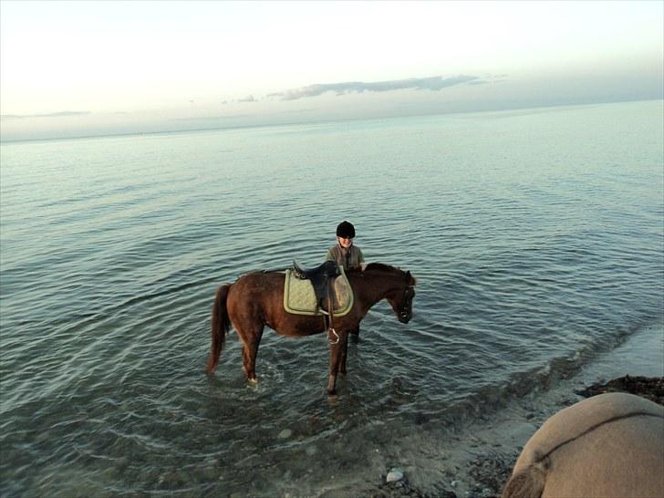 Welsh Pony (sec B) Snif - #14    snif for allerførste gang i vandet. - snif er/var vandskræk - : ) billede 14