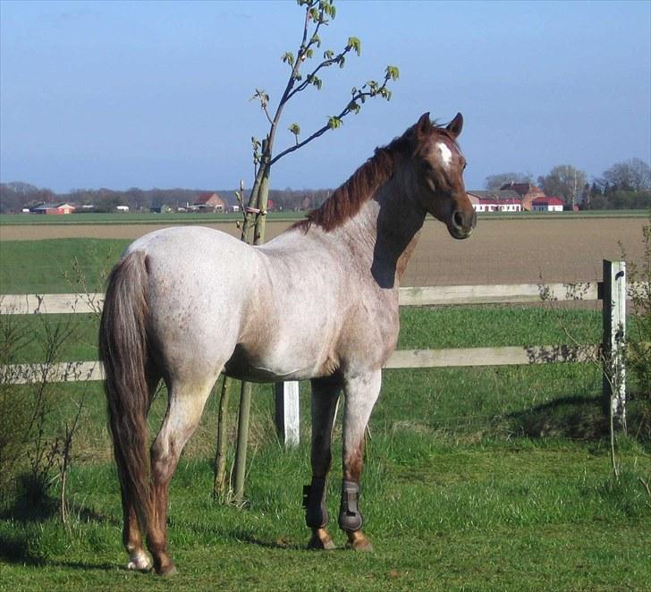 Welsh Pony (sec B) Bjerregårds Eros - Eros på besøg i haven :-) billede 5
