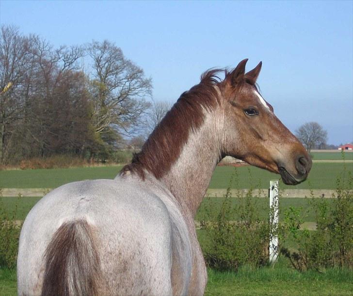 Welsh Pony (sec B) Bjerregårds Eros - Eros på besøg i haven :-) billede 6