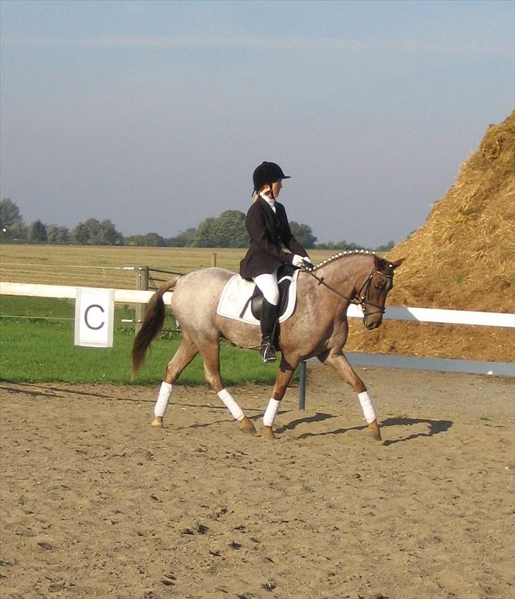 Welsh Pony (sec B) Bjerregårds Eros - Et af mit og Eros´ første stævner - meget gammelt billede fra 2006 :-) Vandt begge klasser (LB) med over 70% billede 7