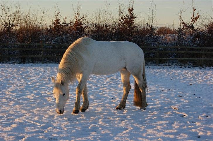 Anden særlig race Gulnare "Gulli" - Foto: mig... Sne hest :D<3 billede 11