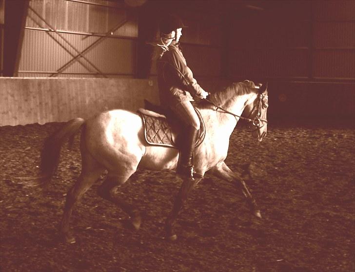Welsh Pony (sec B) Bjerregårds Eros - Træning i ridehus billede 8