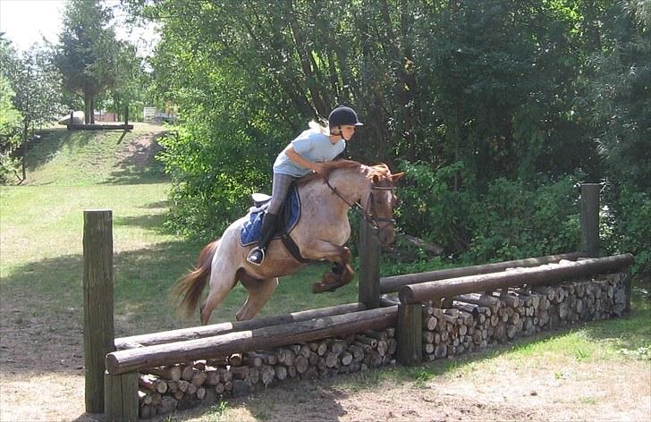Welsh Pony (sec B) Bjerregårds Eros - Et lille hop i Kettinge grusgrav billede 10
