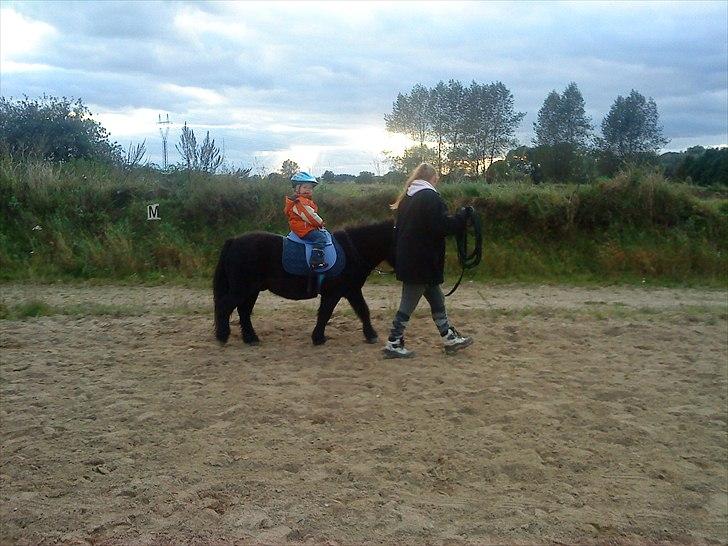 Shetlænder Samson <3 RIP <3 - En stolt Sebastian, over endelig få lov til at ride på Samson c",) billede 5