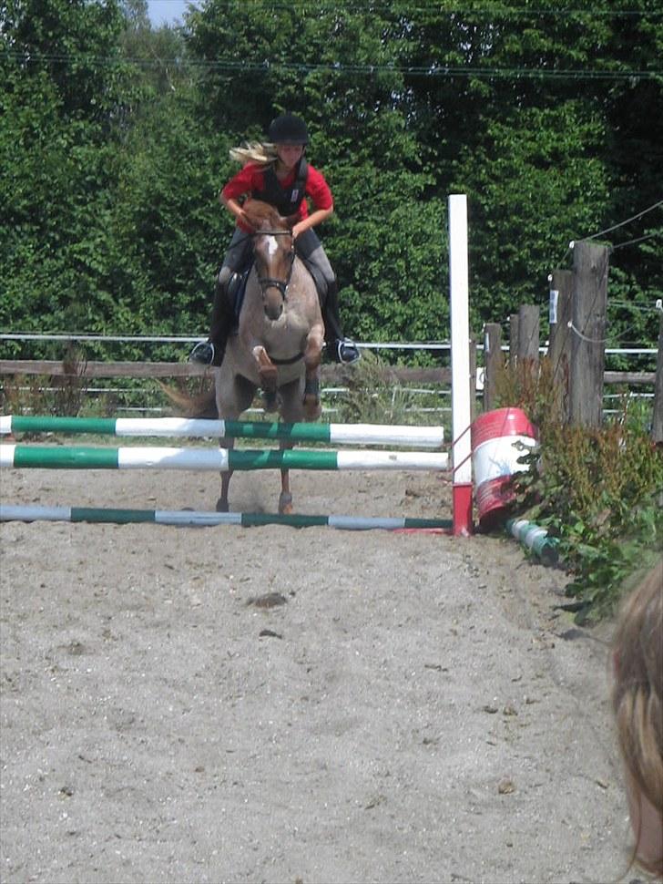 Welsh Pony (sec B) Bjerregårds Eros billede 11
