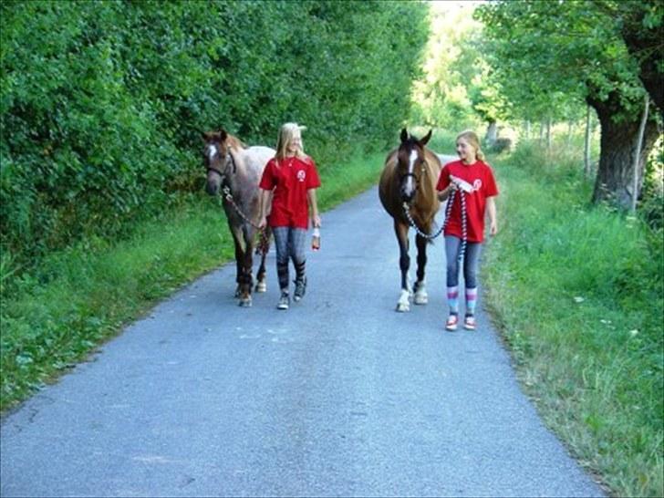 Welsh Pony (sec B) Bjerregårds Eros - Skridter af efter distance ridt på 27 km. :-) Vi kom i mål ca. 30 sek. efter idealtid billede 12