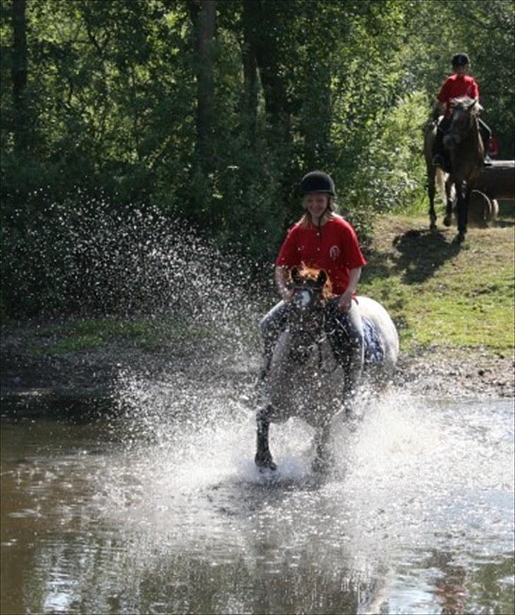 Welsh Pony (sec B) Bjerregårds Eros billede 13