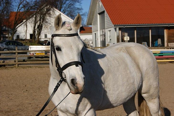 Anden særlig race Gulnare "Gulli" - Foto: mig billede 12