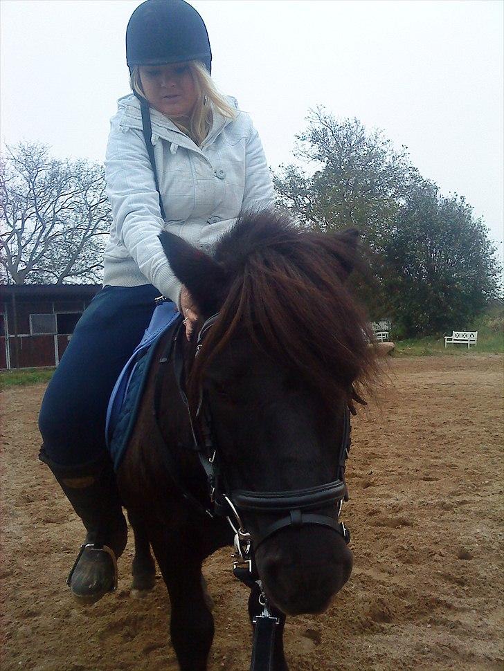 Shetlænder Samson <3 RIP <3 - Stine prøver lige sidde på Samson, for at se hvad han siger til at have en stor rytter på ryggen :) billede 6
