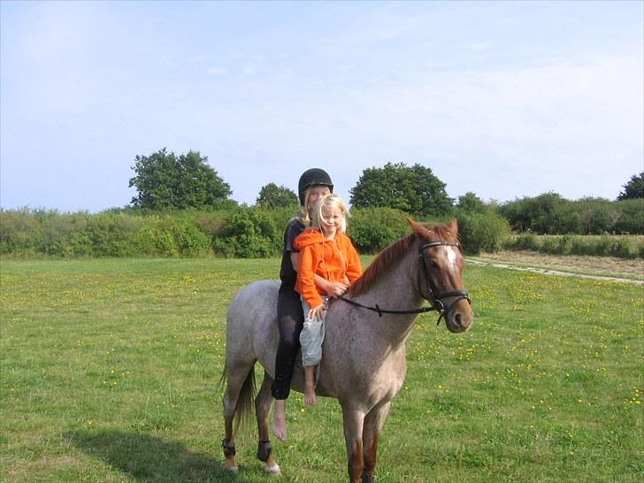 Welsh Pony (sec B) Bjerregårds Eros billede 14