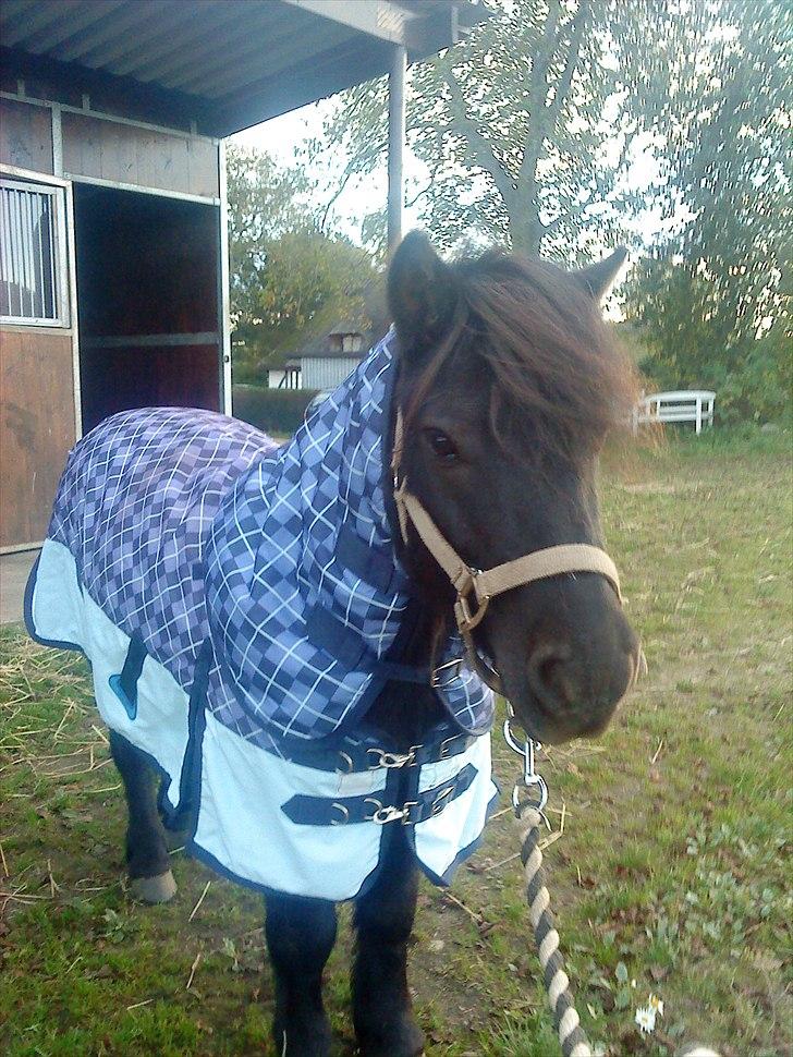 Shetlænder Samson <3 RIP <3 - Samson i sit nye outfit c",) billede 8