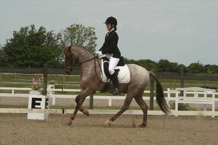 Welsh Pony (sec B) Bjerregårds Eros - Distriktmesterskab, LA1 billede 15