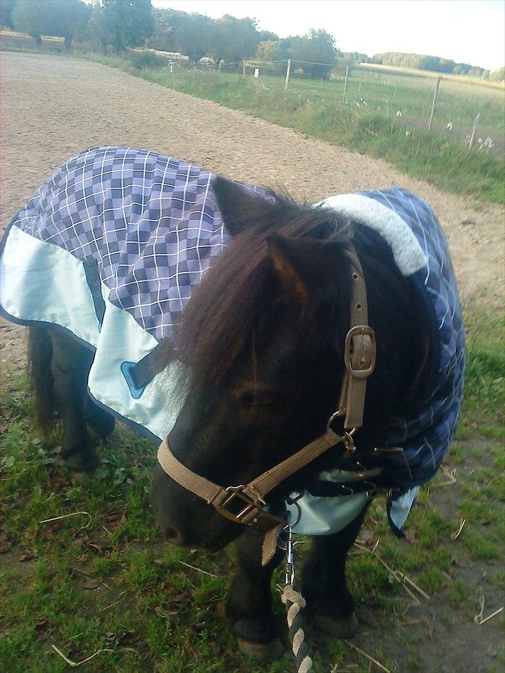 Shetlænder Samson <3 RIP <3 - So cute han er i sin "frakke" heh he billede 9