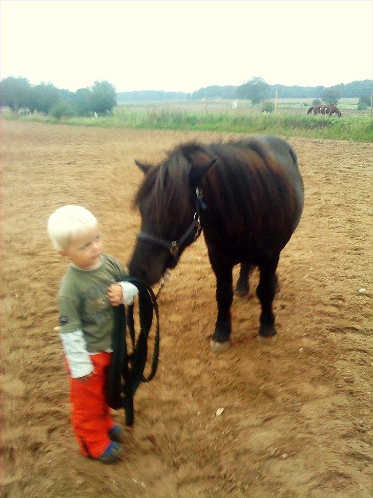 Shetlænder Samson <3 RIP <3 - Sebastian vil også være med til at træne Samson <3 billede 10