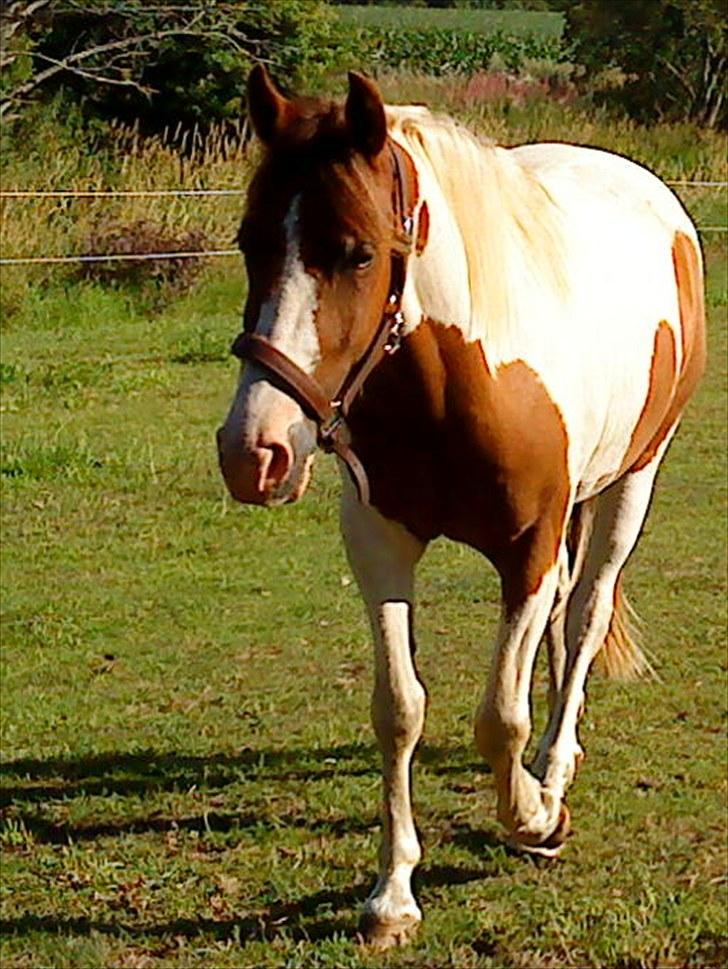 Pinto Sunshine - plethesten billede 1