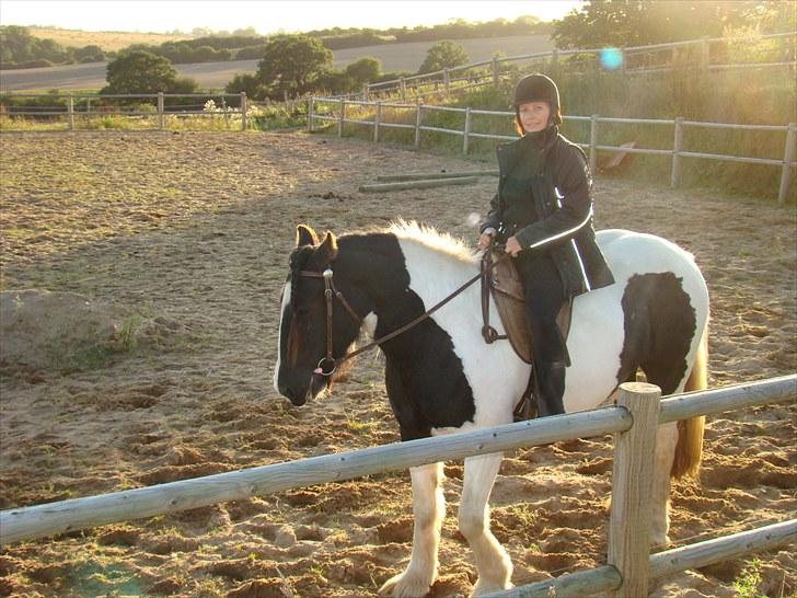Irish Cob WW Rosie * SOLGT billede 13