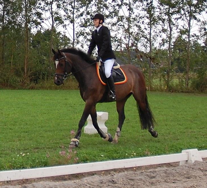 Dansk Varmblod Comtessa billede 11