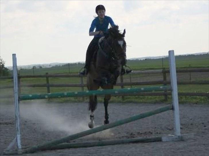 Dansk Varmblod Comtessa - Undskyld kvaliteten:) billede 12