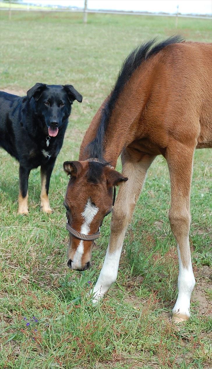 Anden særlig race Lykkebo's Athena - Athena 1½ måned gammel billede 4