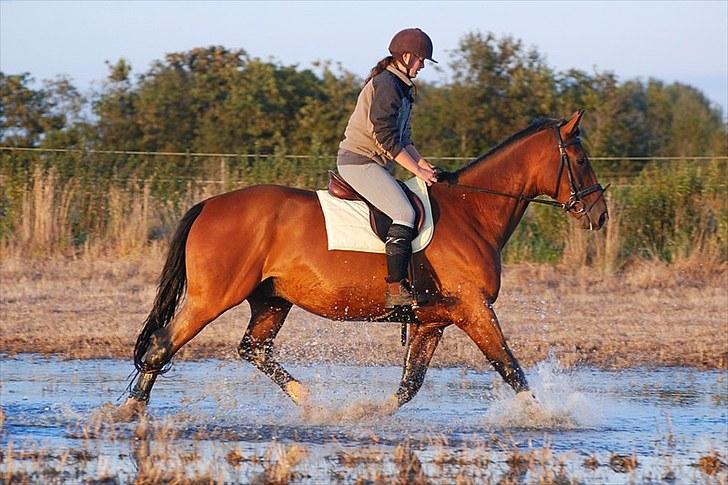 Oldenborg Aaron mak - D. 26 August 2010. Foto Lisbeth Bendixen. billede 18