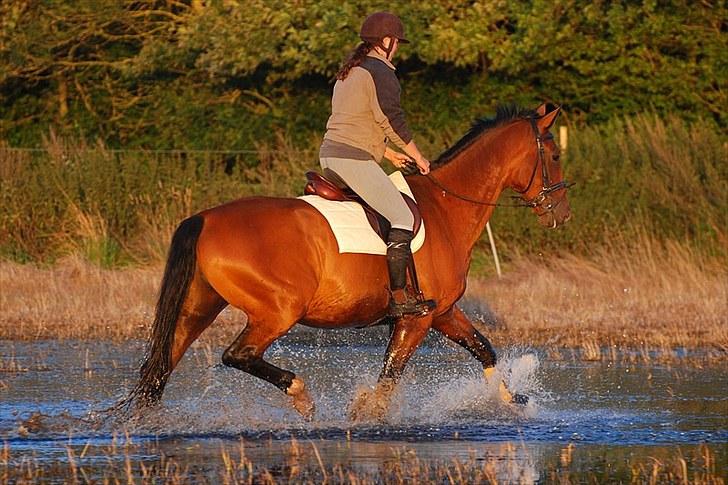 Oldenborg Aaron mak - D. 26 August 2010. Foto Lisbeth Bendixen. billede 19