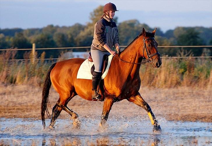 Oldenborg Aaron mak - D. 26 August 2010. Foto Lisbeth Bendixen. billede 20