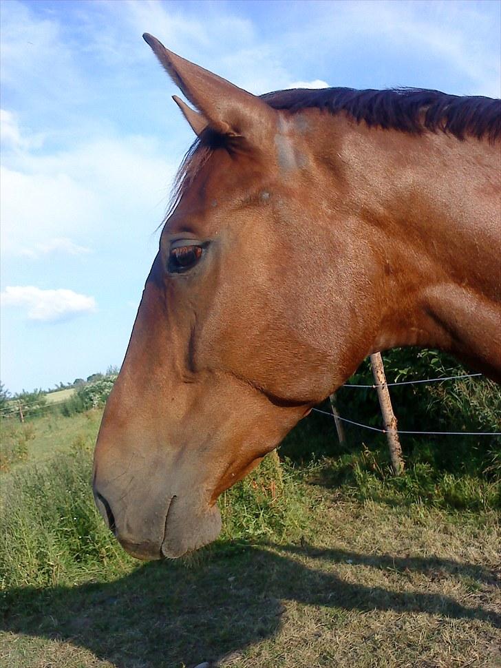 Holstener ARMANI CODE billede 2