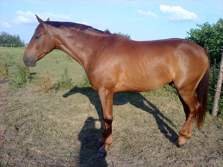 Holstener ARMANI CODE billede 3