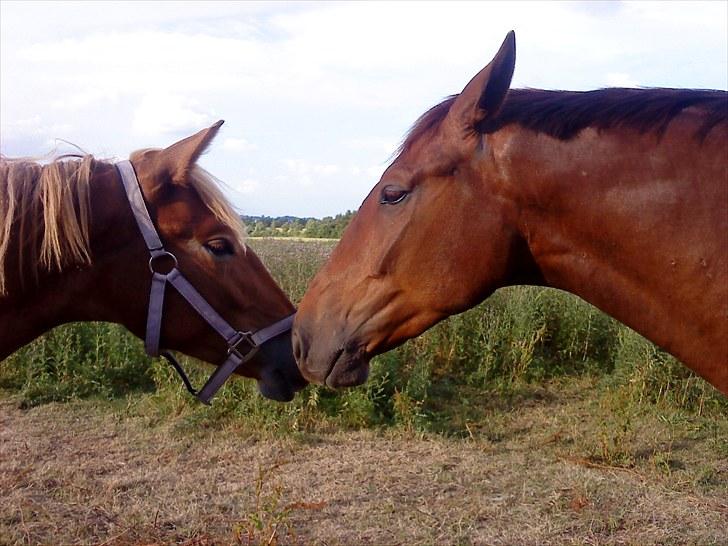 Holstener ARMANI CODE billede 4