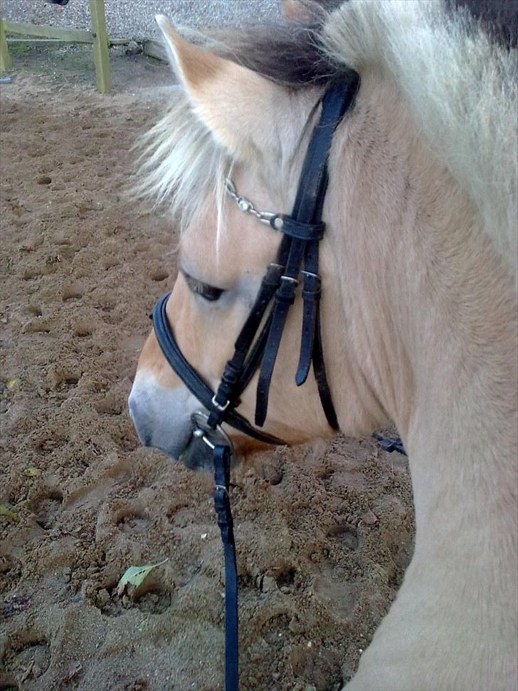 Fjordhest Ronja - Velkommen til Ronjas profil.. - Billedet er taget oppe fra ryggen af hende. billede 9