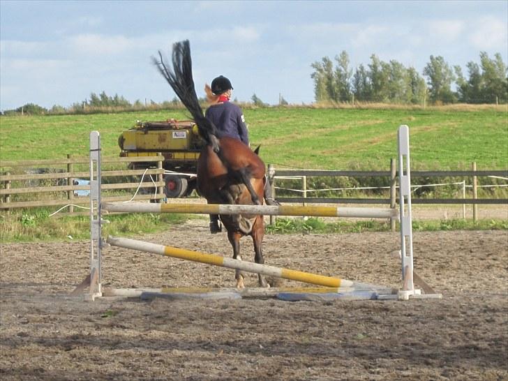 Anden særlig race Storm (solgt) billede 4