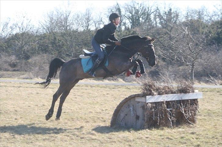 Hollandsk Sportspony Sir Kingston |B-pony|VBP  - terræntræning d. 27/3/11  billede 12