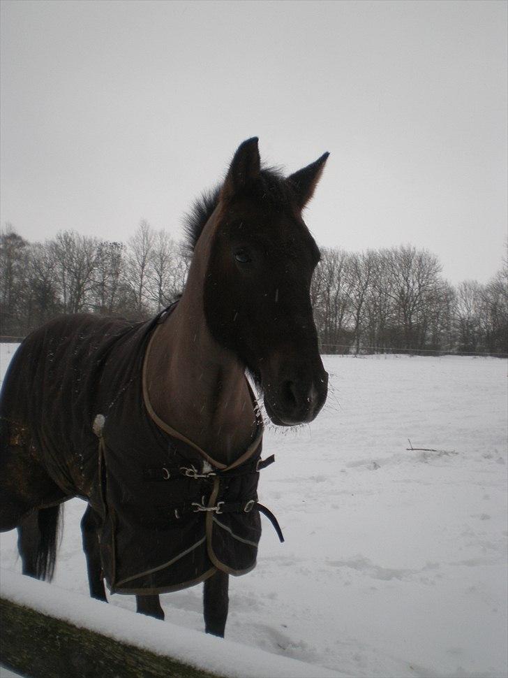 Hollandsk Sportspony Sir Kingston |B-pony|VBP  - Ponybas i sneen December 2010 :D billede 14