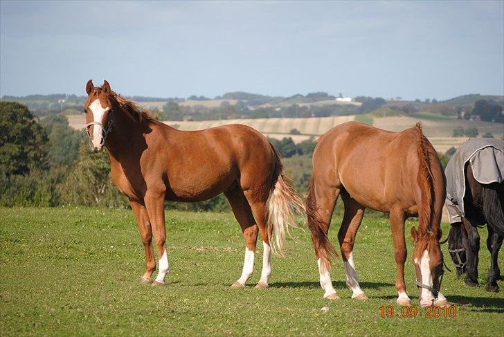 Welsh Pony (sec B) Ksarinor "Musse-tussen!" billede 18