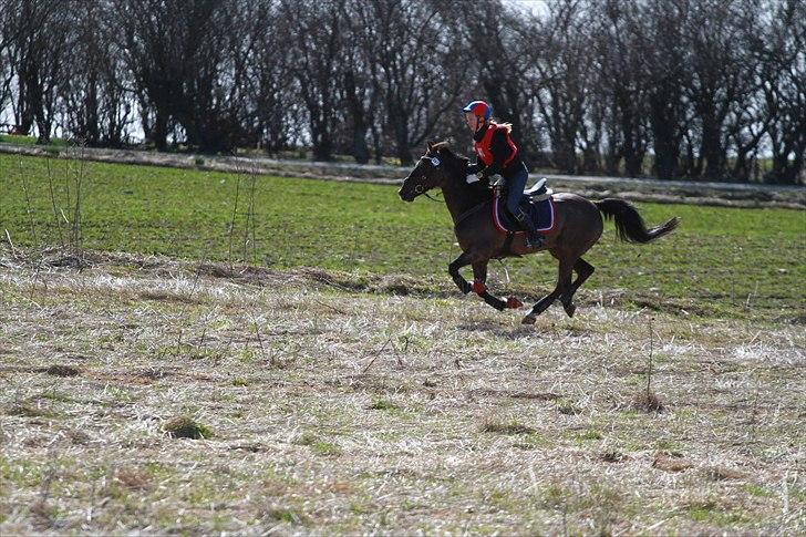 Hollandsk Sportspony Sir Kingston |B-pony|VBP  - elsker dig helt op til det uendelige, og tilbage igen (´:  billede 20