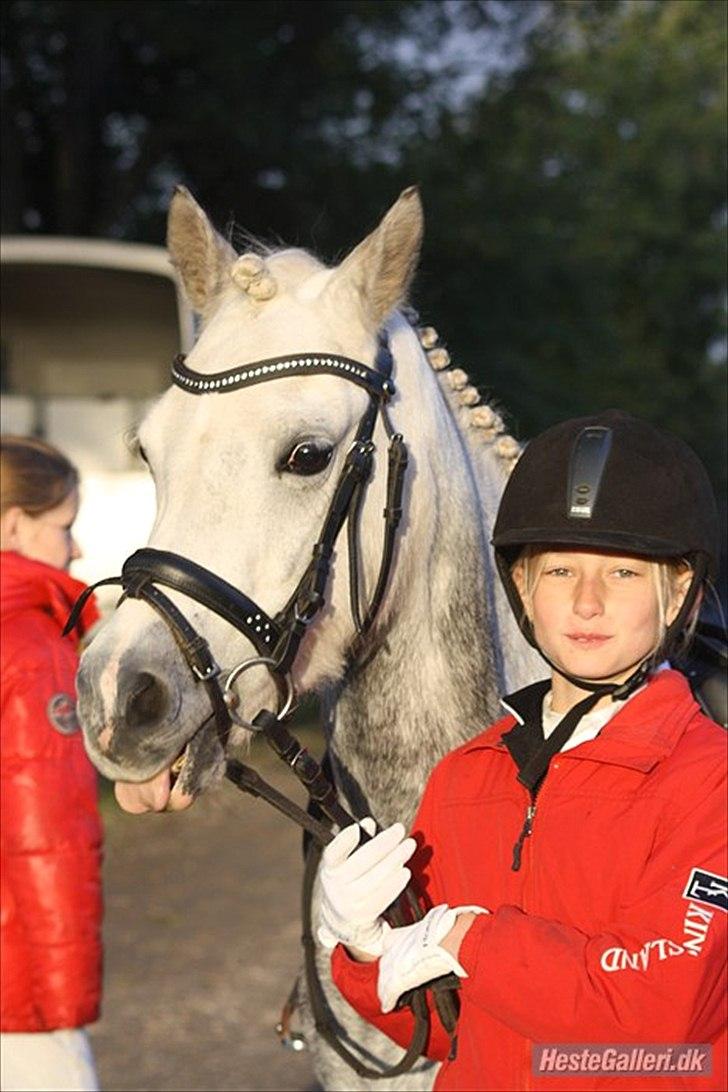 Welsh Pony (sec B) | SABINE *SOLGT* - sabine min højt elskede 3´er pony billede 1