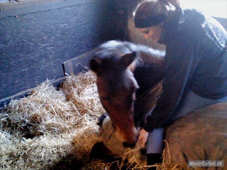 New Forest Lundgaards kahlua <3 billede 2