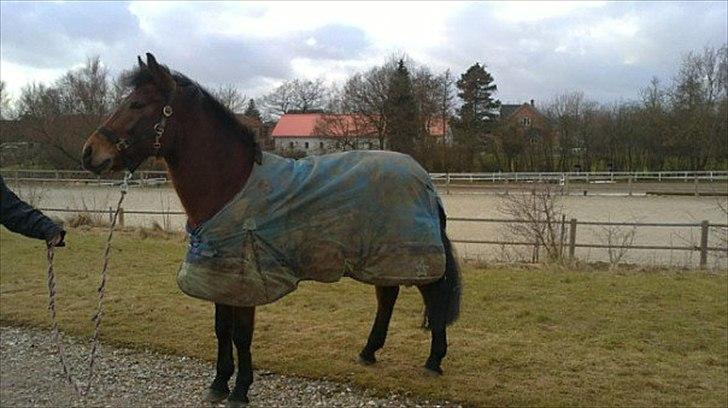 New Forest Lundgaards kahlua <3 - MODEL!!!!<3(: Foto; Sandra billede 3