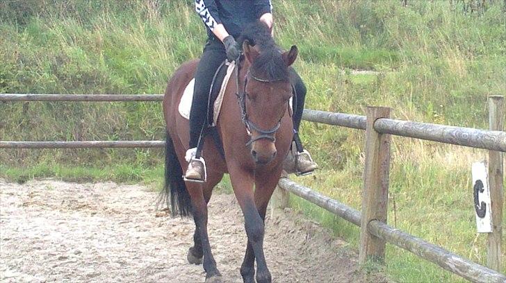New Forest Lundgaards kahlua <3 - træning (taget af sandra) billede 4