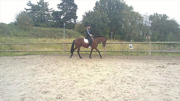 New Forest Lundgaards kahlua <3 - træning ( taget af sandra ) billede 5