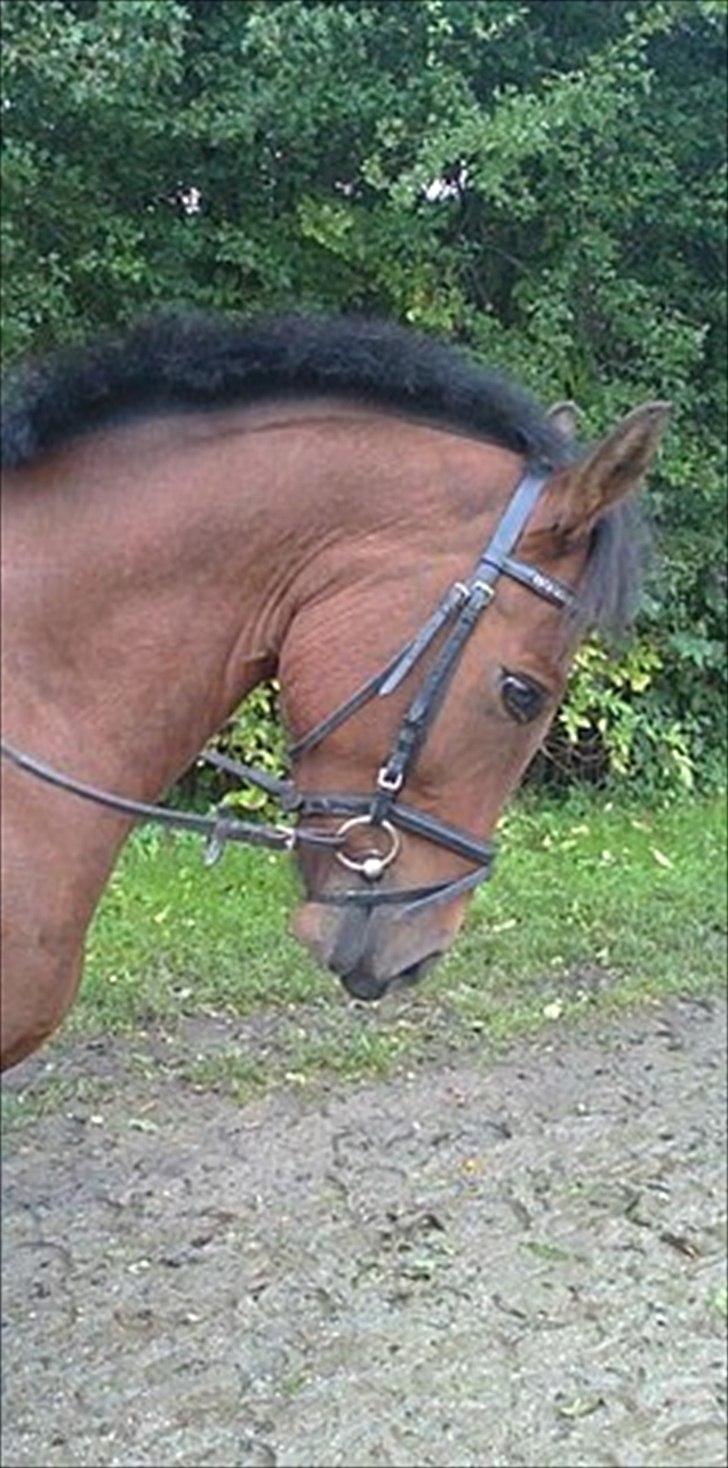 New Forest Lundgaards kahlua <3 - <3 Foto; sandra!(: billede 6