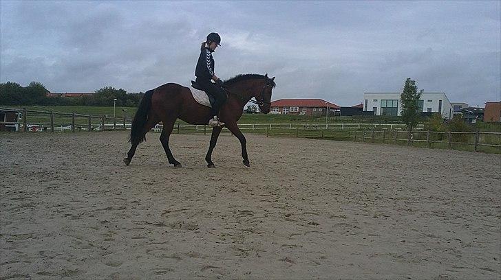 New Forest Lundgaards kahlua <3 - træning ( taget af sandra ) billede 7