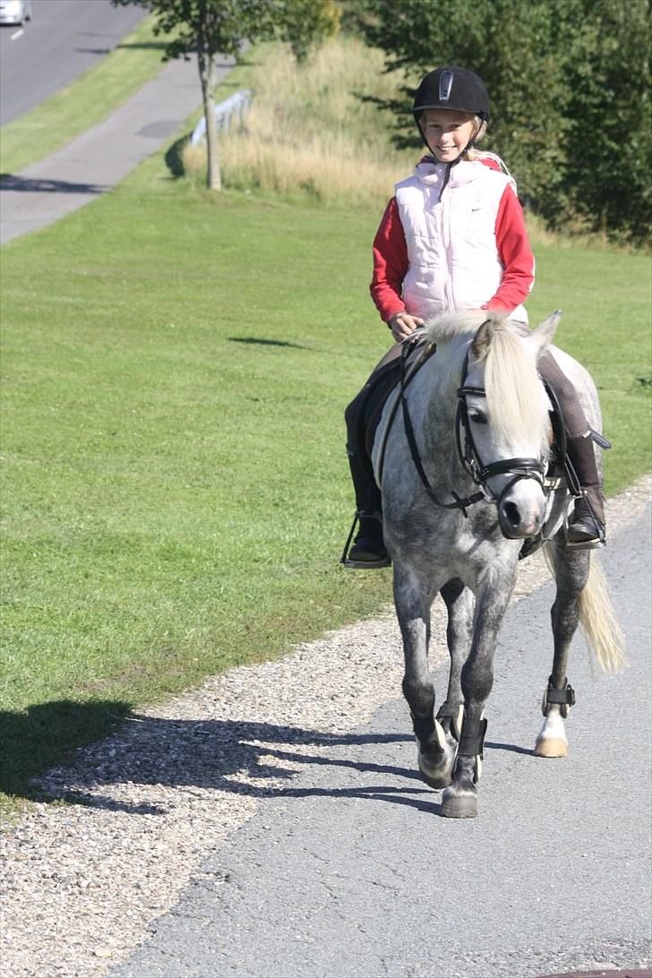 Welsh Pony (sec B) | SABINE *SOLGT* - på vej op på rideskolen  billede 8