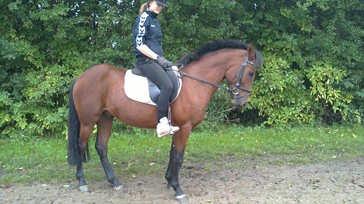 New Forest Lundgaards kahlua <3 - min ddejlige pony ( taget af sandra ) billede 8